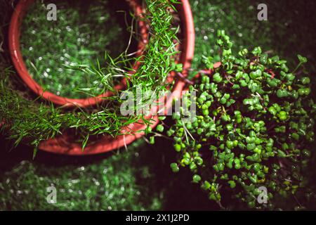 Verschiedene Arten von Microgreens, Nahansicht von oben. Samensprossen sind grün. Vitamine. Superfood. Stockfoto