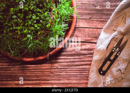 Verschiedene Arten von Microgreens, Nahansicht von oben. Samensprossen sind grün. Vitamine. Superfood. Stockfoto