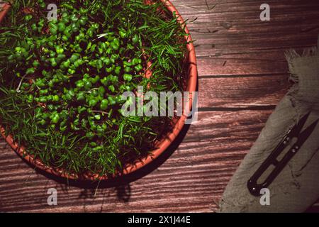 Verschiedene Arten von Microgreens, Nahansicht von oben. Samensprossen sind grün. Vitamine. Superfood. Stockfoto