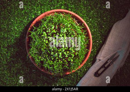 Verschiedene Arten von Microgreens, Nahansicht von oben. Samensprossen sind grün. Vitamine. Superfood. Stockfoto