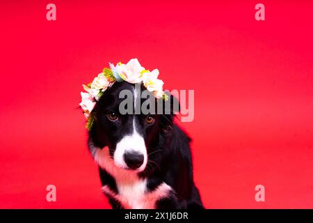 Nahaufnahme von Border Collie, 1,5 Jahre alt, mit Blick auf die Kamera vor rotem und gelbem Hintergrund Stockfoto