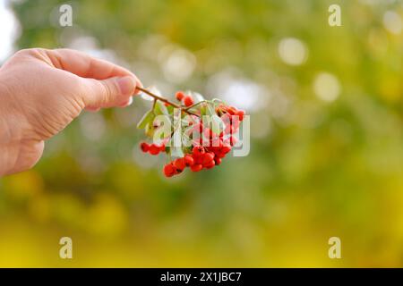 Reife rote Beeren Pyracantha angustifolia in weiblicher Hand, schöne verschwommene natürliche Landschaft im Hintergrund, Interaktion mit Pflanzen, gemütliche Herbststimmung Stockfoto