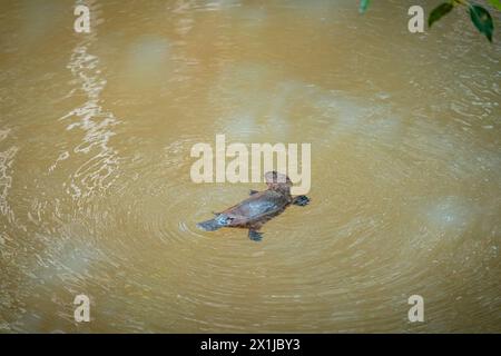 Wilde Platypus schwimmen im Murky River in Atherton Tablelands, Queensland, Australien Stockfoto