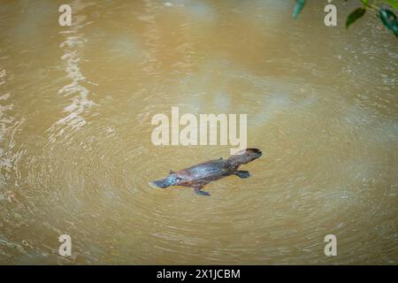 Wilde Platypus schwimmen im Murky River in Atherton Tablelands, Queensland, Australien Stockfoto