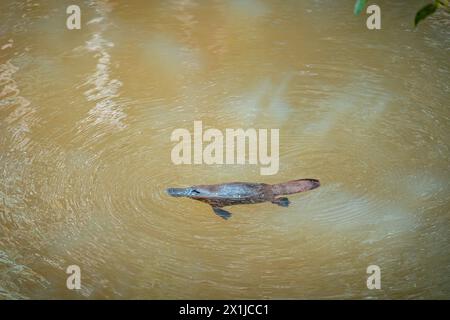 Wilde Platypus schwimmen im Murky River in Atherton Tablelands, Queensland, Australien Stockfoto