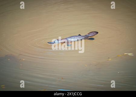 Wilde Platypus schwimmen im Murky River in Atherton Tablelands, Queensland, Australien Stockfoto