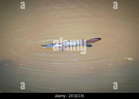 Wilde Platypus schwimmen im Murky River in Atherton Tablelands, Queensland, Australien Stockfoto