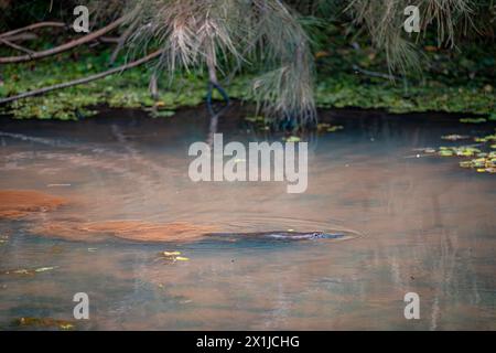 Wilde Platypus schwimmen im Murky River in Atherton Tablelands, Queensland, Australien Stockfoto