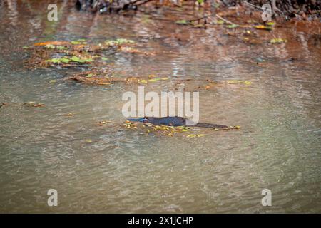 Wilde Platypus schwimmen im Murky River in Atherton Tablelands, Queensland, Australien Stockfoto