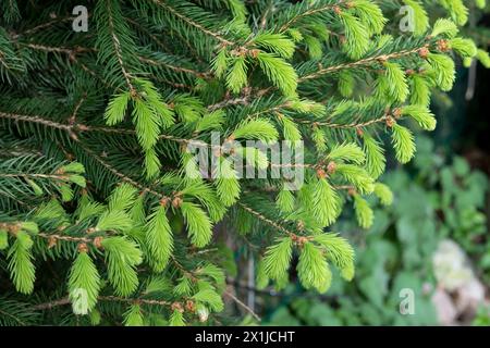 Frische Knospen auf Fichte Zweigen im Frühjahr Stockfoto