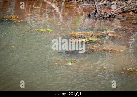 Wilde Platypus schwimmen im Murky River in Atherton Tablelands, Queensland, Australien Stockfoto