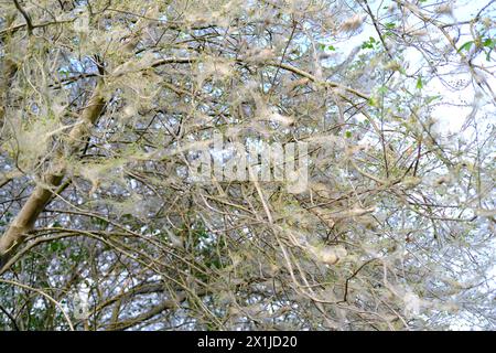 Spinnennetzmotten auf jungen Pflanzen, Büschen, Bäumen, Stämmen durchgängige Spinnennetze, Parasiten fressen vegetatives Grün, Laub, Yponomeutidae, Gartenpflanzen Stockfoto