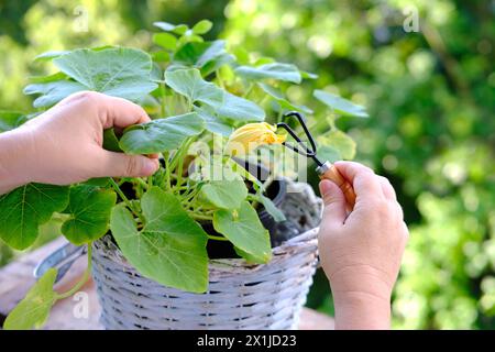 Weibliche Hände kümmern sich um Kürbisgemüse, Hintergrund des Frühlingsgrünen Laubs von Bäumen, saisonale Blüte, Gartenarbeit, Förderung der Vorteile im Freien AC Stockfoto