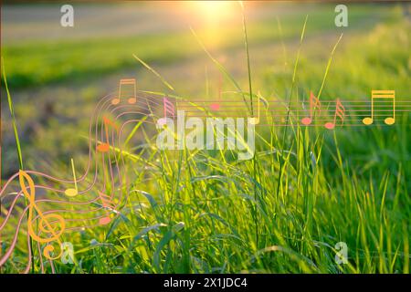 Teil des unscharfen Feldes, wo grünes Gras in der Sonne wächst, saftiges Kokongras mit Blumen auf der Wiese im Sommer oder Frühling, natürliche abstrakte Backgrou Stockfoto