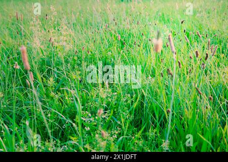 Teil des Feldes, auf dem grünes Gras wächst, saftiges Kokongras mit Blumen auf der Wiese im Sommer oder Frühling, natürliche abstrakte Hintergrundfarbe und Cop Stockfoto