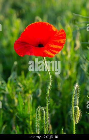 Papaver rhoeas oder Gemeine Mohnblume, roter Mohn ist eine jährliche krautige Blütenpflanze in der Mohnfamilie, Papaveraceae, mit roten Blütenblättern. Stockfoto