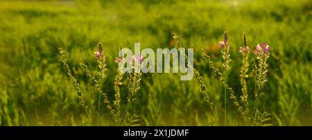 Teil des unscharfen Feldes, wo grünes Gras am Abend wächst, saftiges Kokongras mit Blumen auf der Wiese im Sommer oder Frühling, natürliche abstrakte Backgr Stockfoto