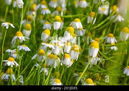 Die Heilkamillenmatricaria recutita blüht auf der Wiese zwischen wilden Gräsern. Stockfoto