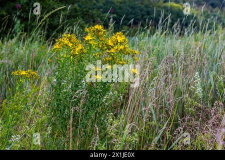 Nahaufnahme der gelben Blüten von Hypericum perforatum, einem pflanzlichen Arzneimittel. Stockfoto