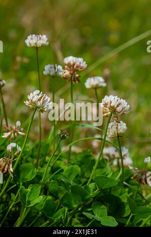 Klee oder Trefoil Blume, Nahaufnahme. Trifolium repens oder weiße Kleeblume mit drei Blättern. Niederländisches Klee ist krautig, kriechend, blühend, Stockfoto