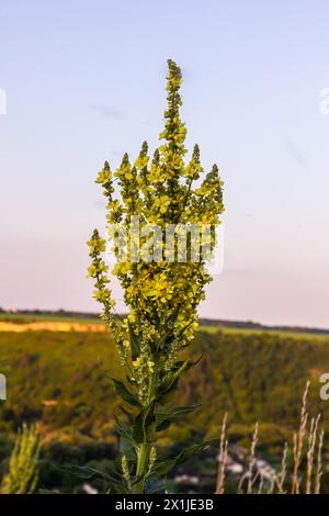 Verbascum densiflorum die bekannte dicht blühende Königskerze. Stockfoto