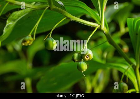 Unreife Beeren des Robbens von Angular Salomon, auch bekannt als Duftsaube von Salomon, Polygonatum odoratum. Stockfoto