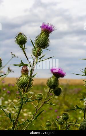 Vertikale Nahaufnahme auf einer farbenfrohen violetten Speerdistelblume, Cirsium vulgare. Stockfoto