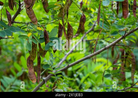 Robinia pseudoacacia, allgemein bekannt als schwarze Heuschrecke mit Samen. Stockfoto