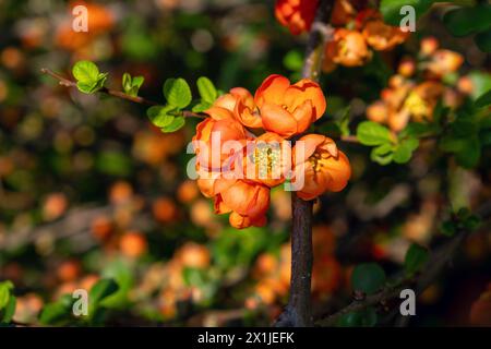 Chaenomeles japonica Zweig in Blüte, Chaenomeles japonica, japanische Quitte Stockfoto