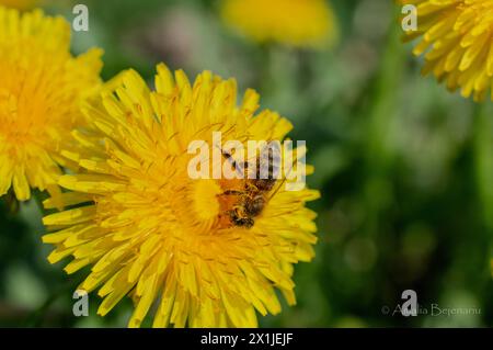 Persönliche Arbeit - Biene auf Dadelion Stockfoto