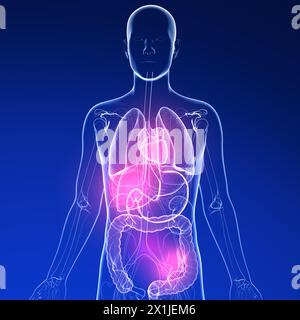 3D-Darstellung des Magens in einem menschlichen Körper. Und die Anatomie der inneren Organe aus transparentem Glas. Dunkelblauer Hintergrund mit Lichtern. Stockfoto