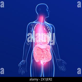 Anatomische 3D-Darstellung des menschlichen Verdauungssystems. Und die inneren Organe aus transparentem Glas mit Lichtern. Dunkelblauer Hintergrund. Stockfoto