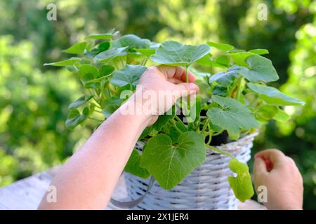 Nahaufnahme der weiblichen Hände Transplantation Kürbisgemüse auf Terrasse, junge Pflanzen, Gärtner Pflanzung Gartenpflanzen, Gartenkonzept, retten die Natur Stockfoto