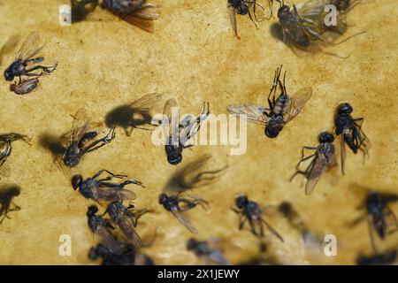 Nahaufnahme der Fliege geht über ihre Pfoten und versucht, Kleber loszuwerden, Papierband mit Kleber beschmiert, Fliegenpapier für Insekten, viele Fliegen, die an Insektenfalle hängen Stockfoto