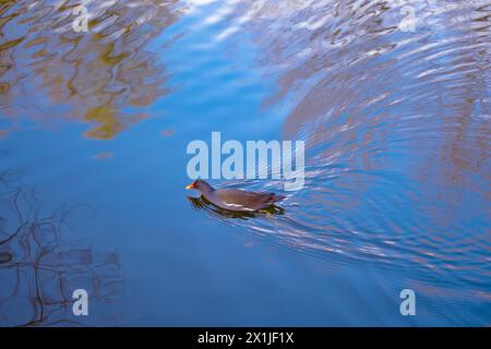 Ruhiger See, Teich mit Ästen, die sich in ruhigem Wasser spiegeln, Ente Gallinula chloropus schwimmt friedlich an der Oberfläche und schafft so Sinnlichkeit und Gelassenheit Stockfoto