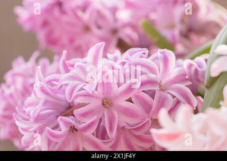 Hyazinthen in voller Blüte, mit leuchtenden Farben und zarten Blütenblättern, die den Frühling und die Schönheit der Natur einfangen Stockfoto