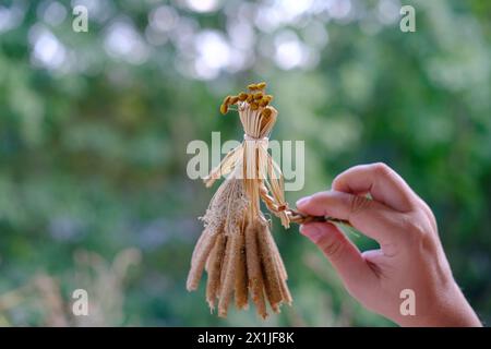 Weibliche Hände halten Ritualpuppe aus Stroh, Gras zu Ehren reiche Ernte, Vogelscheuche für Fruchtbarkeit, altes Spielzeug, Amulett für Kinder, Frauen, heidnisches Volk AR Stockfoto