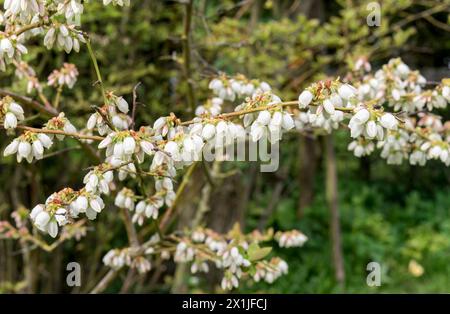 Blüten am Heidelbeerstrauch im Frühjahr Stockfoto