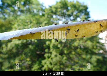 Papierband mit Klebstoff beschmiert, Fliegenpapier für Insekten, viele getötete Fliegen, die an Insektenfalle hängen, fliegen über ihre Pfoten und versuchen, Kleber loszuwerden Stockfoto