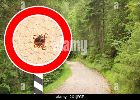 Parasitiforme Zecke der Ordnung Ixodidae, blutsaugende Parasiten von Wirbeltieren auf Gefahrenzeichen, Akariforme, Träger der gefährlichen Krankheit Enzephalitis, Stockfoto