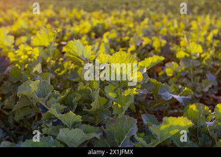 Schöne Frühlingslandschaft, junge Rapspflanzen in der Sonne, grüne Felder mit reifender Agrarkultur, landwirtschaftliches Konzept, Anbaukulturen, ökologischer Natur Stockfoto