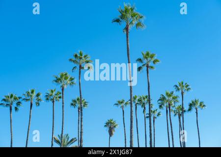 Tropische hohe afrikanische Sabal-Fächerpalmen schweben anmutig vor blauem Himmel, Transzendenz-Infinity-tropischer Hintergrund, Banner für Reisebüros, Hotel Stockfoto