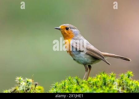 Nahaufnahme eines europäischen robin Erithacus rubecula auf der Suche in einem Wald Stockfoto