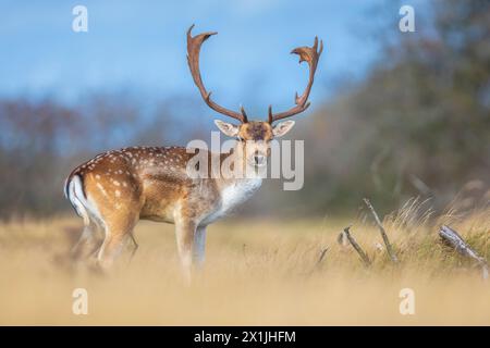 Damhirsch Dama Dama Hirsch mit großem Geweih während der Brunftzeit. Das Herbstsonnenlicht und die Naturfarben sind auf dem Hintergrund deutlich sichtbar. Stockfoto