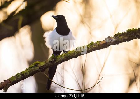 Nahaufnahme eines gewöhnlichen eurasischen Magpie-Vogels, Pica Pica, hoch oben in einem Wald Stockfoto