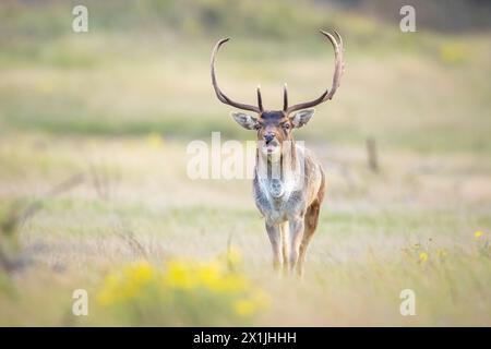 Damhirsch Dama Dama Hirsch mit großem Geweih während der Brunftzeit. Das Herbstsonnenlicht und die Naturfarben sind auf dem Hintergrund deutlich sichtbar. Stockfoto