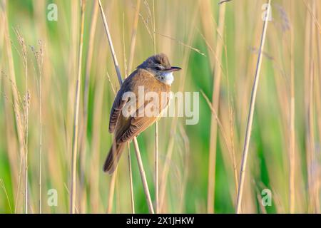 Nahaufnahme eines großen Schilfstechers, acrocephalus arundinaceus, Vogel, der in Schilf während der Frühlingssonne singt Stockfoto