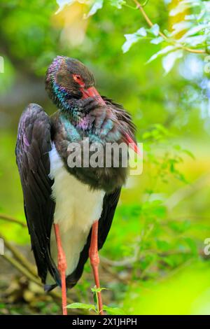 Nahaufnahme eines Schwarzstorchs, Ciconia nigra, der in einem grünen Wald ruht Stockfoto