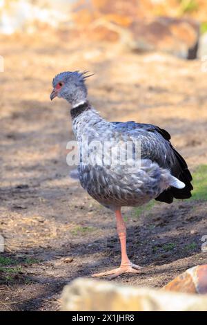 Nahaufnahme eines südländischen Schreiers, Chauna torquata, der zwischen den Felsen spaziert Stockfoto