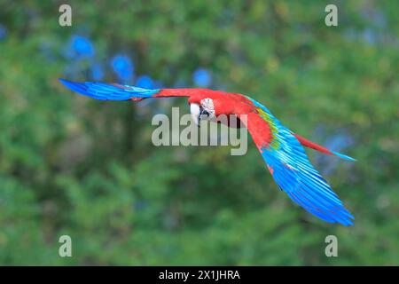 Nahaufnahme von rot-grünem Ara, Grünflügelaras, Ara chloropterus, im Flug Stockfoto